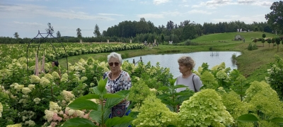 hortenzijas