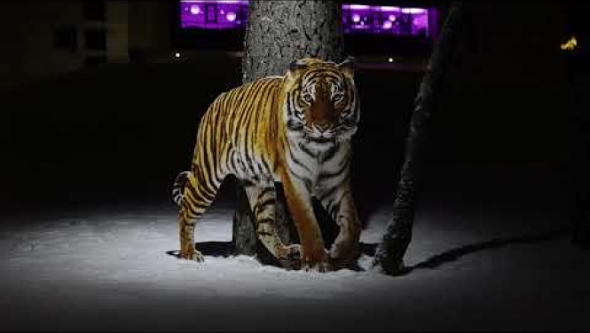 TĪĢERU PARKS, Upesciemā