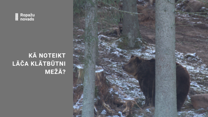 DAP informācija - kā noteikt lāča klātbūtni mežā