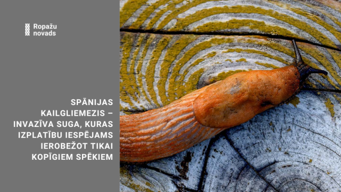 Spānijas kailgliemezis