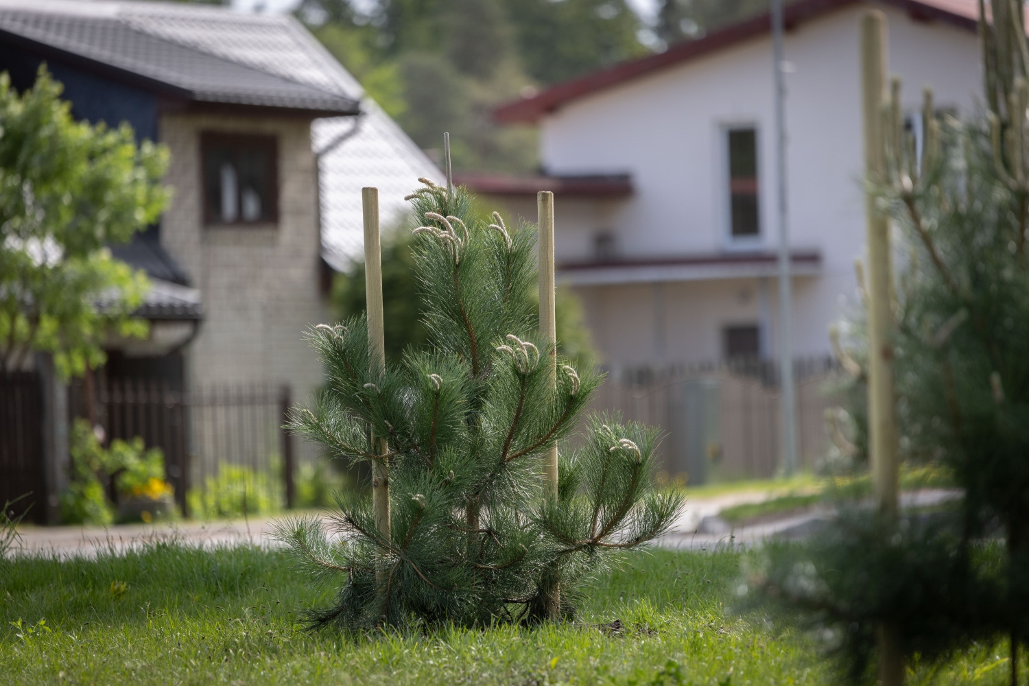 PPII "Gregucis" bērni kopā ar Ropažu novada pašvaldības vadību stāda kokus