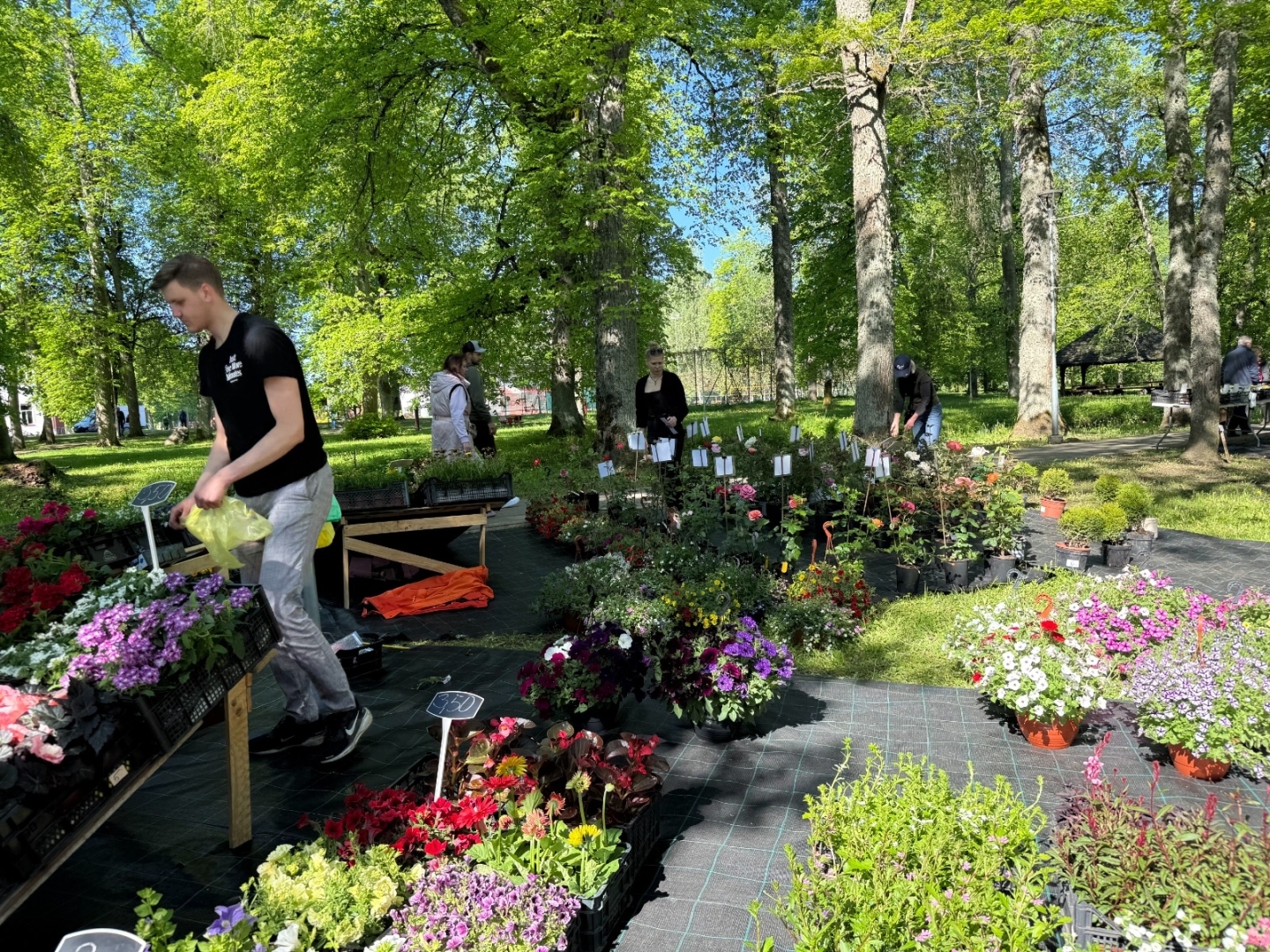 Vasarsvētku Stādu parāde Ropažu parkā