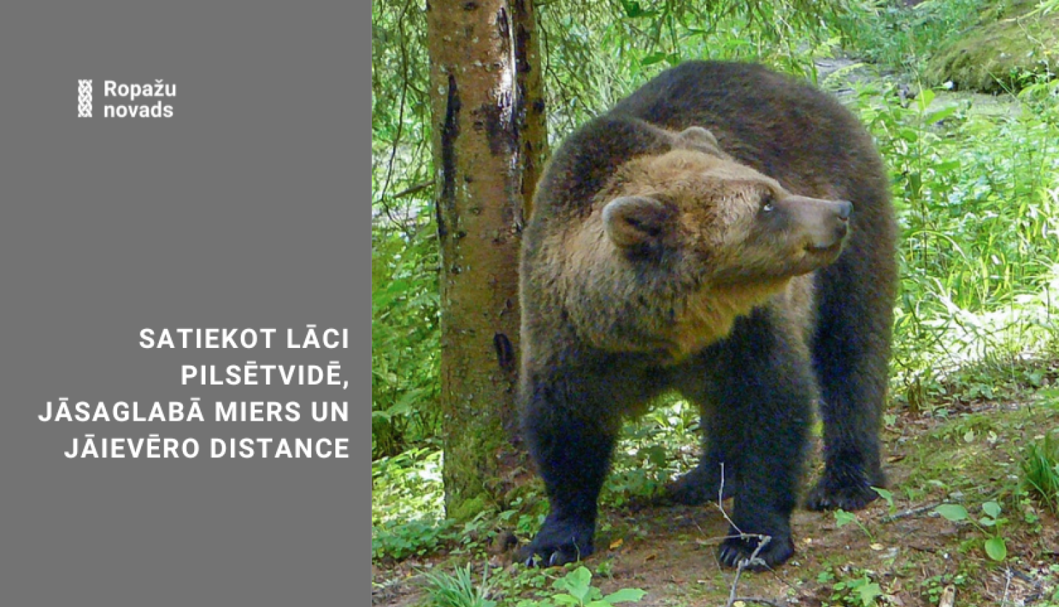 brūnais lācis mežā