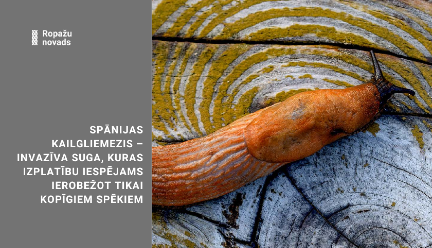 Spānijas kailgliemezis