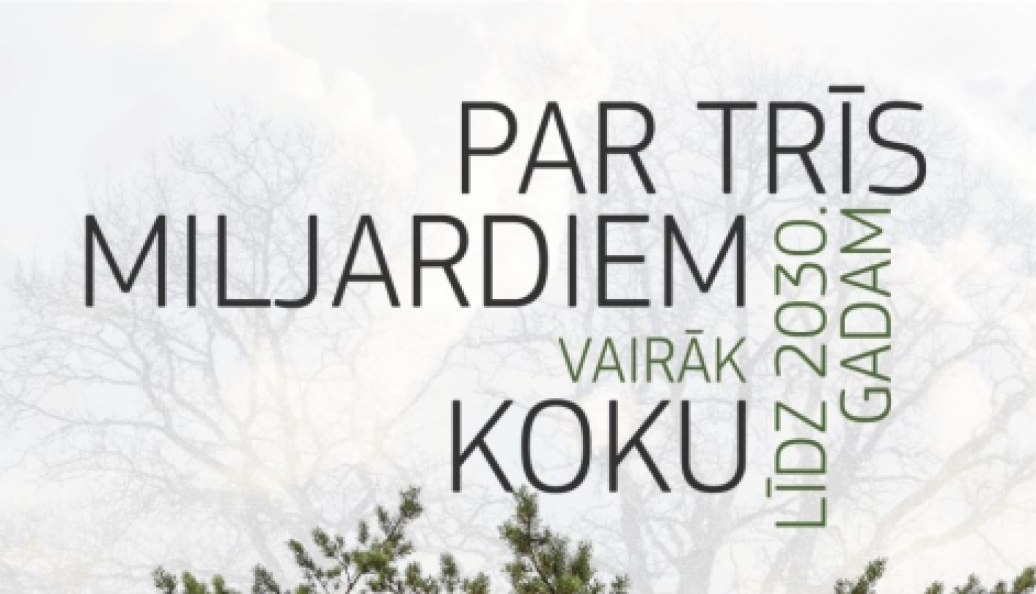 skuju koki